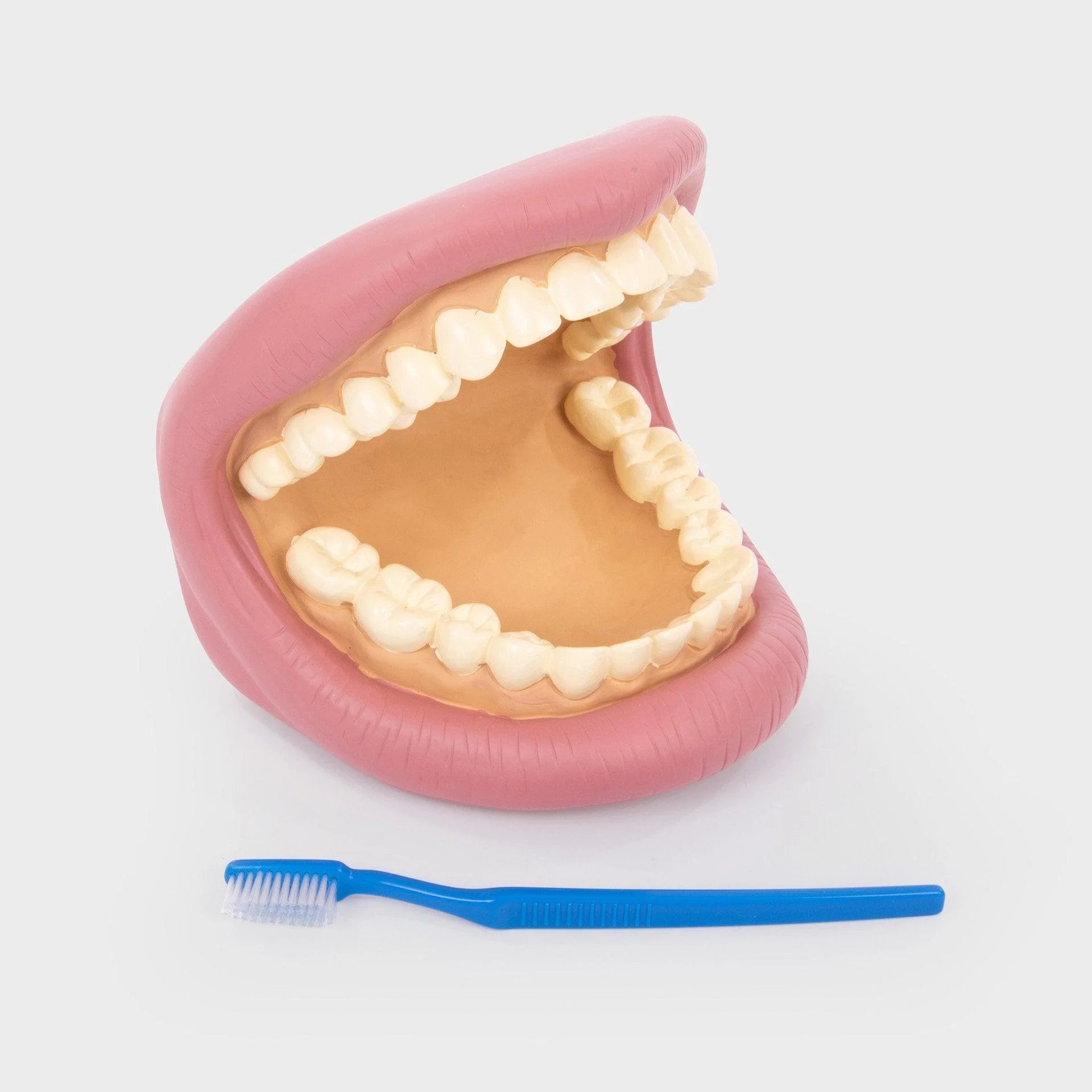 Pink open dental model mouth with off-white teeth and blue toothbrush