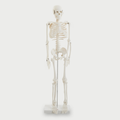 Half-scale skeleton figure with articulated bones and skull, standing on pedestal.