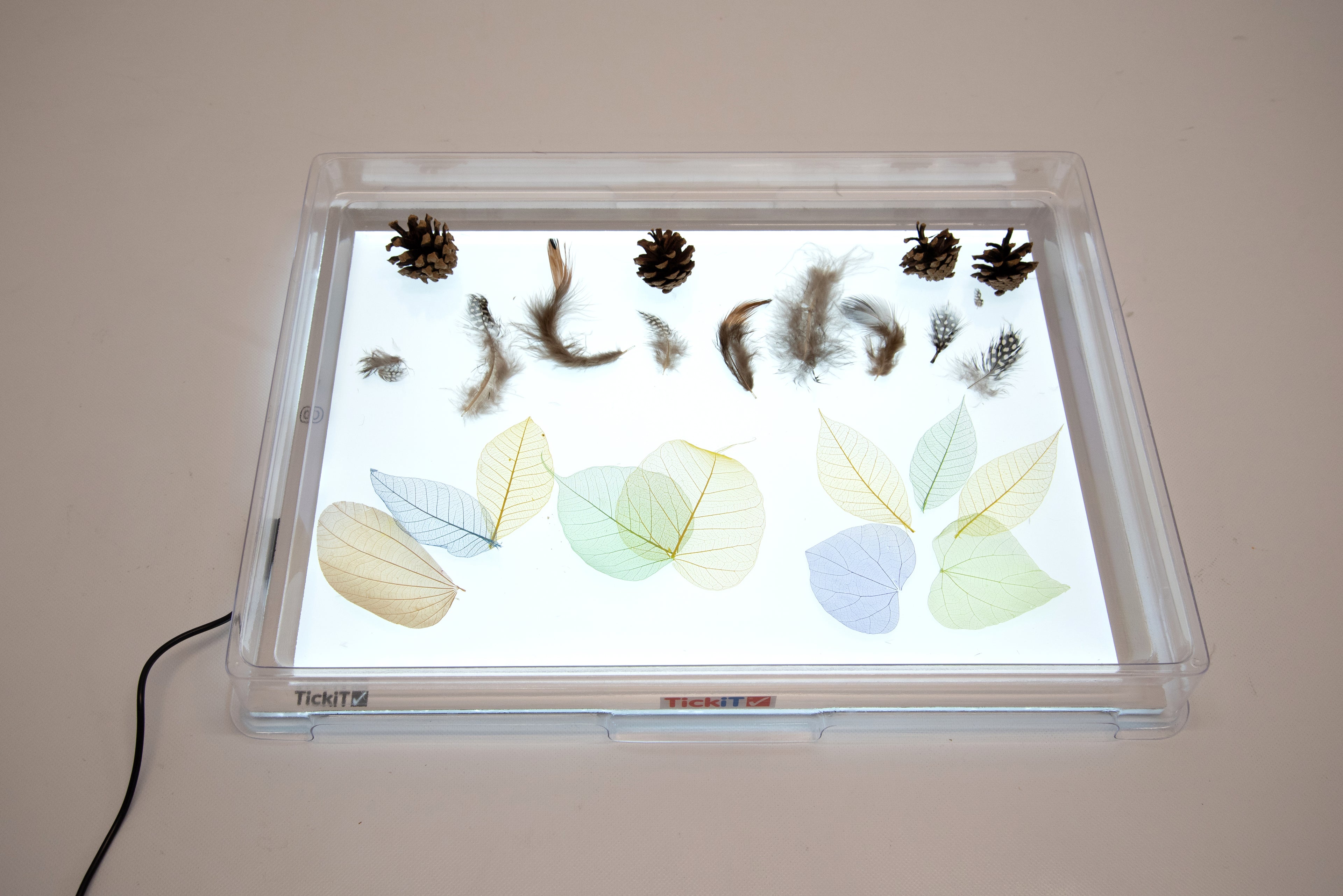 Clear A3 light panel cover displaying pressed leaves and small feathers, top view.