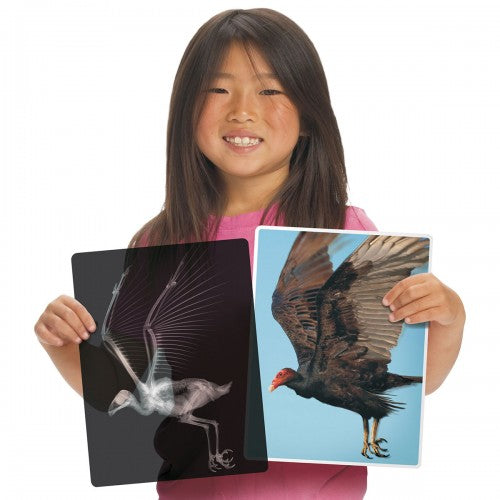 Animal x-ray style cards showing bird and animal skeleton scans held by a person