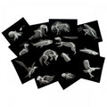 Arctic animal x-ray card set with multiple black cards and gray scan illustrations