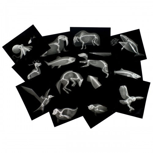 Arctic animal x-ray card set with multiple black cards and gray scan illustrations