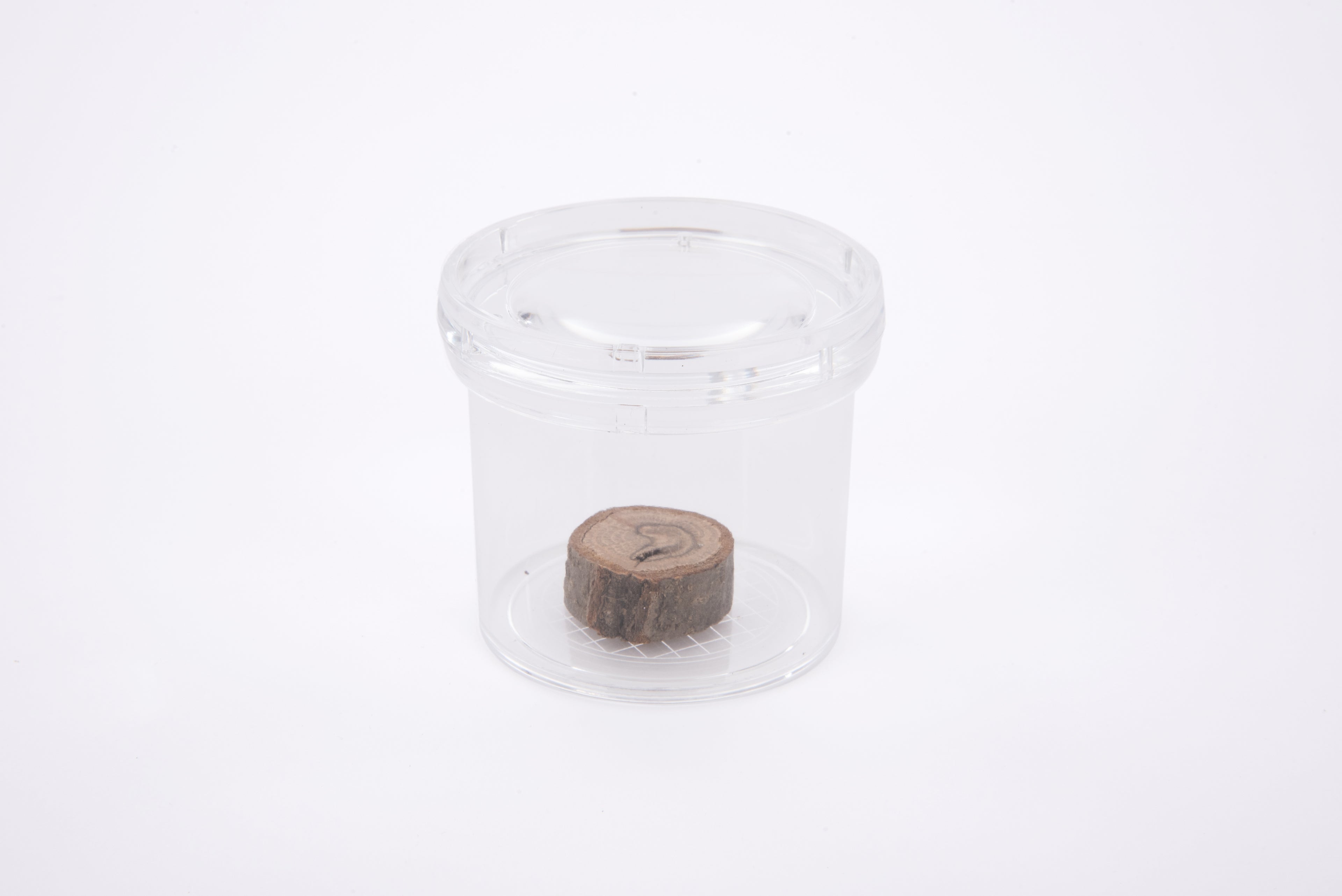 Clear round plastic bug viewer with lid, small brown insect inside