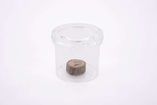 Clear round plastic bug viewer with lid, small brown insect inside