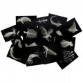 Reef sea life x-ray style card set with monochrome fish and turtle silhouettes