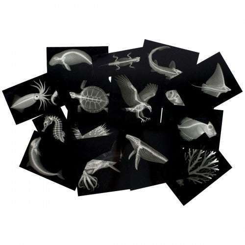 Reef sea life x-ray style card set with monochrome fish and turtle silhouettes