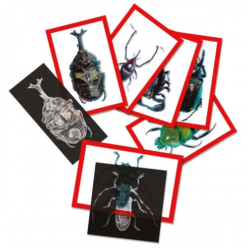 Insect X-rays photo collage with framed beetle and bug illustrations on red-bordered cards
