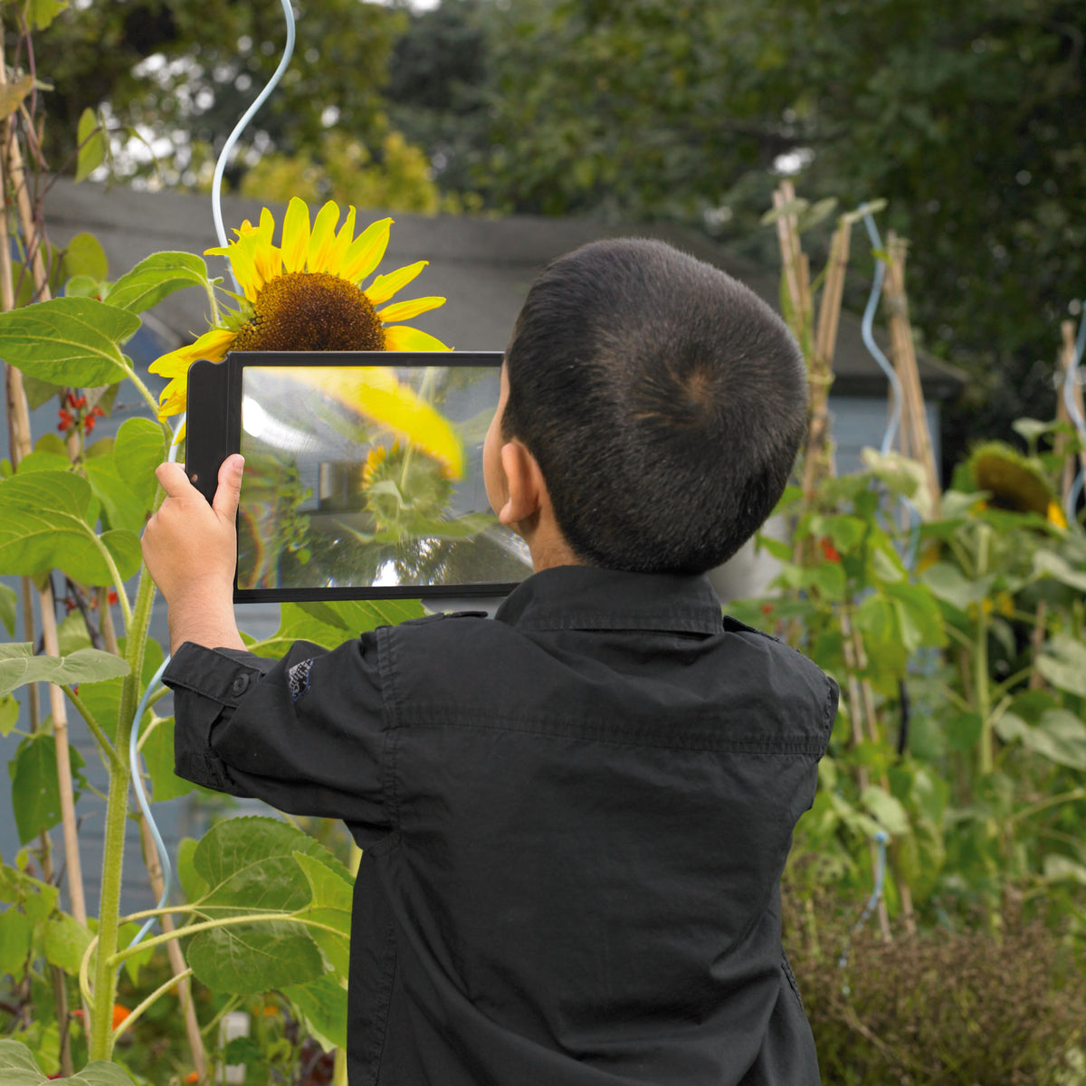 Black rectangular sheet magnifier held up outdoors toward a sunflower