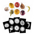 Plant picture cards set with fruit and plant illustrations plus x-ray style cards