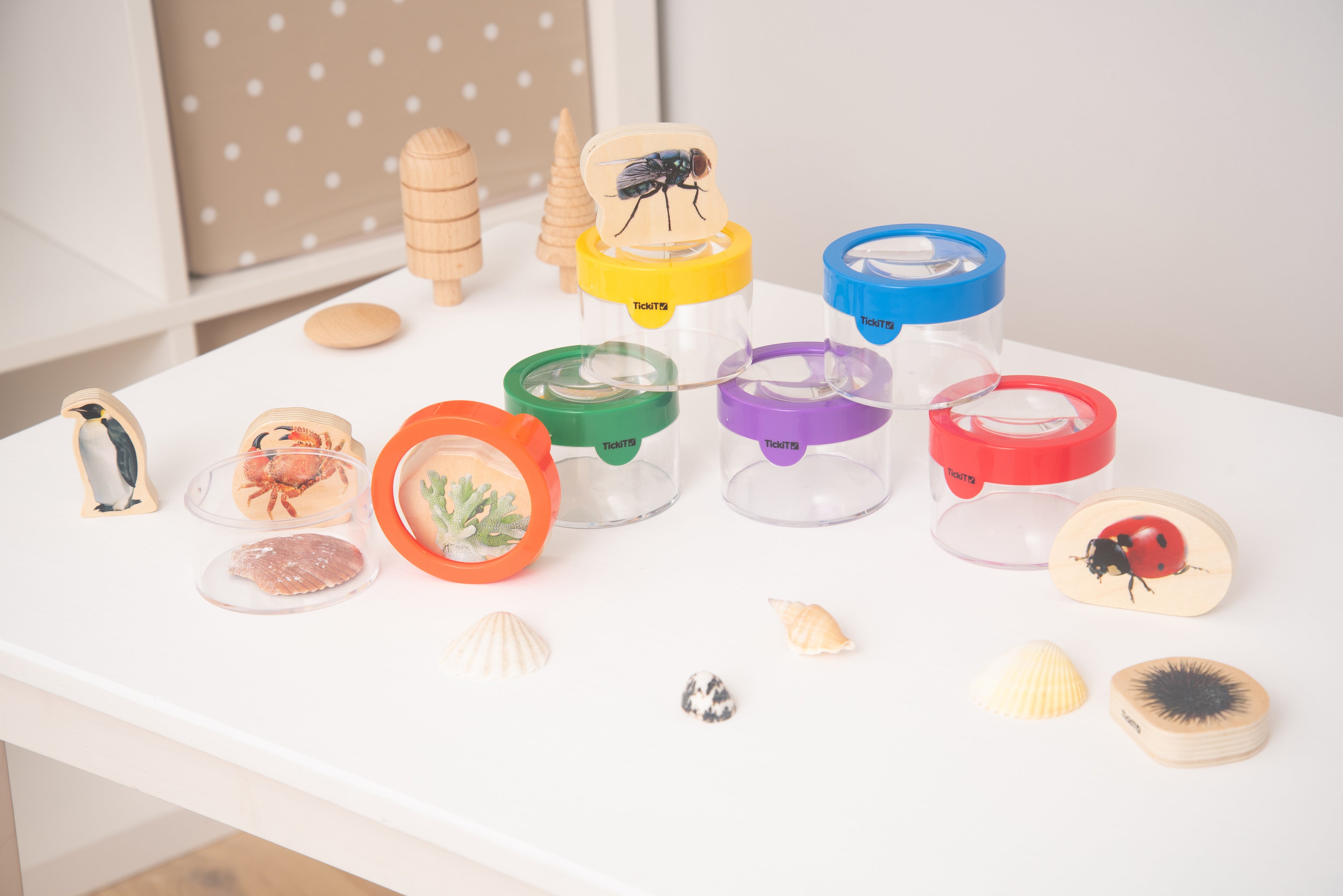 Clear viewer magnifiers with colored lids, insect cards, and seashells on a tabletop.