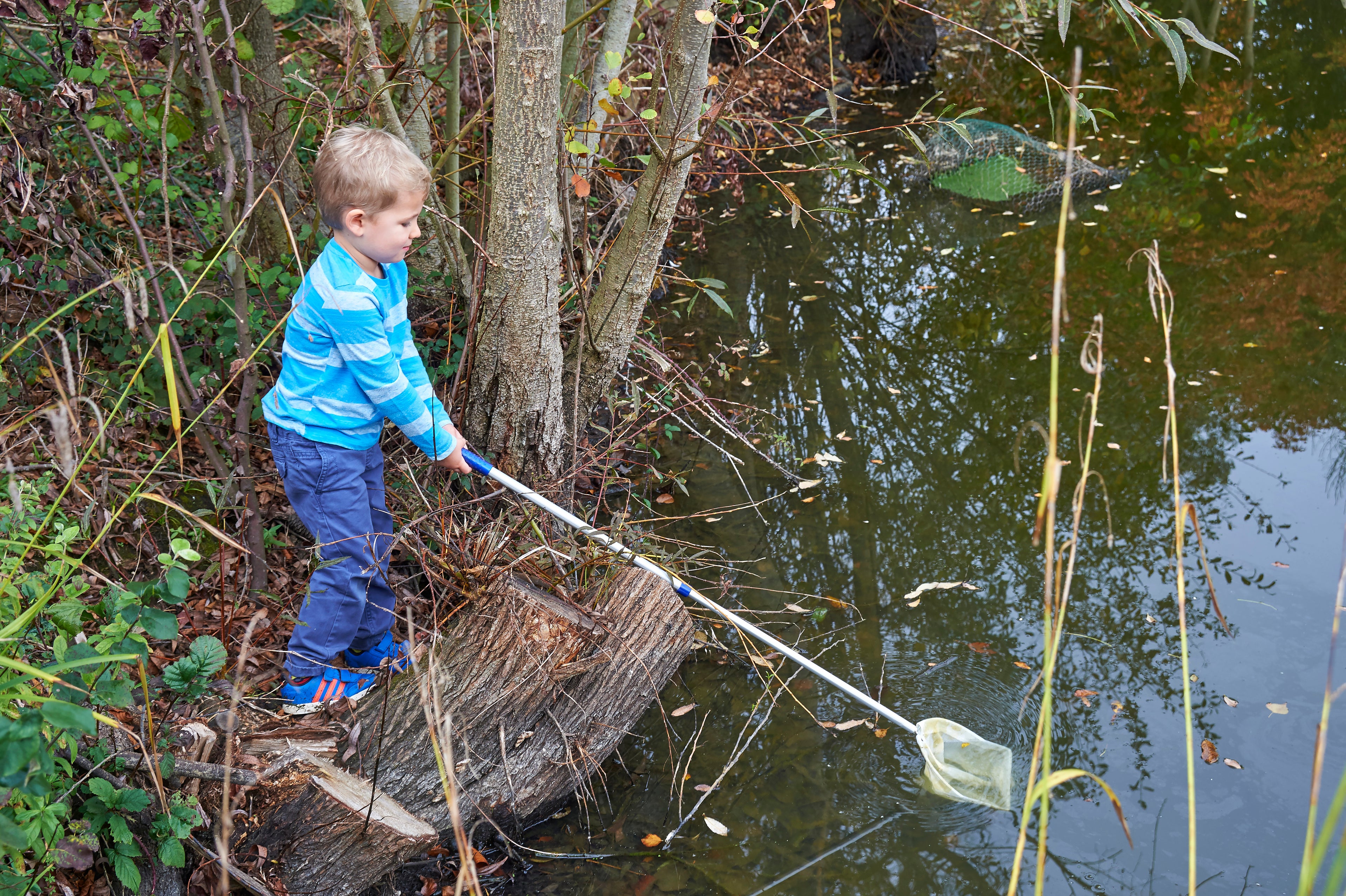 Telescopic pond net with white mesh scoop on a silver handle, angled toward pond water