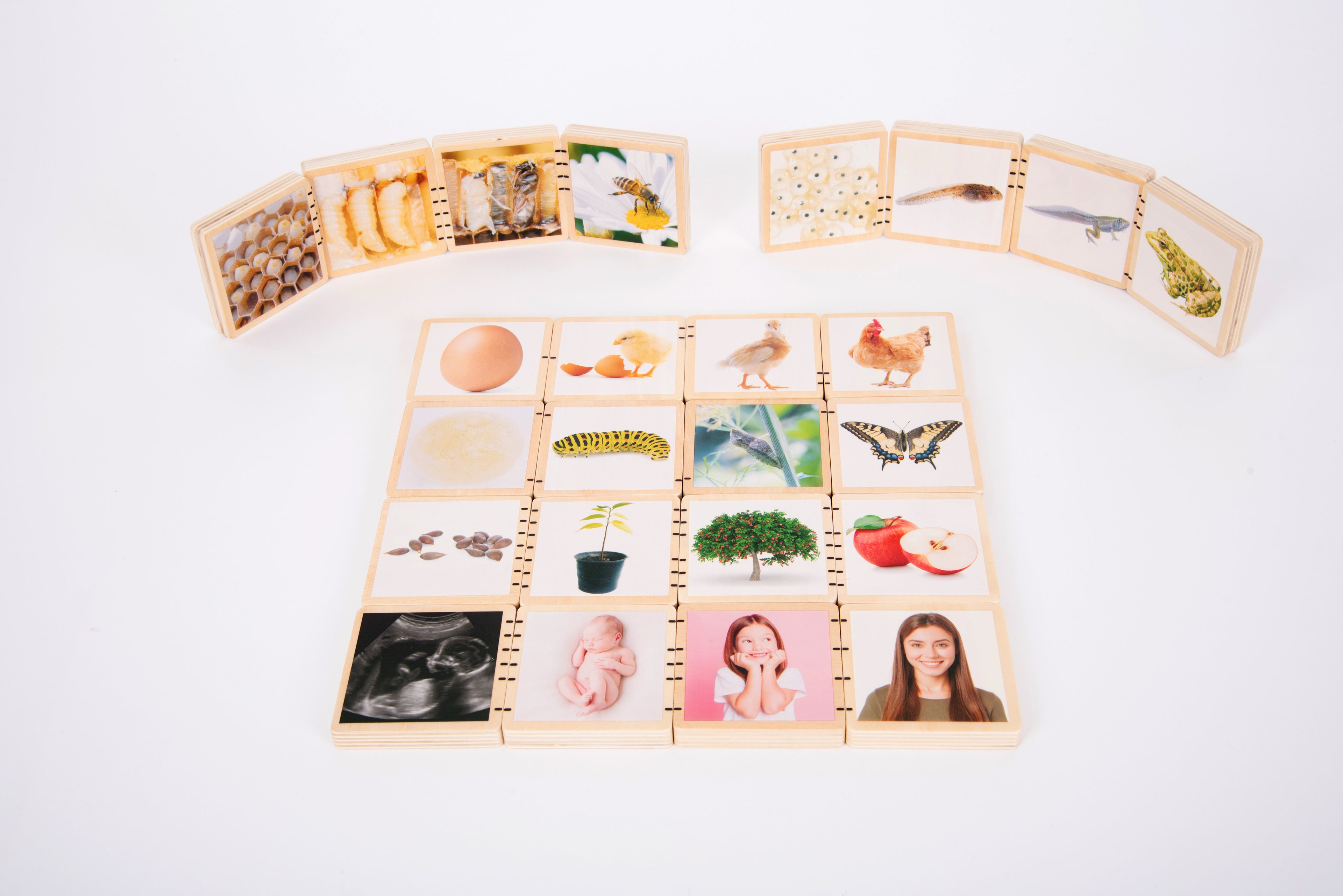 Wooden life cycle tiles laid out in a curved display with a central grid of animal and plant scenes.