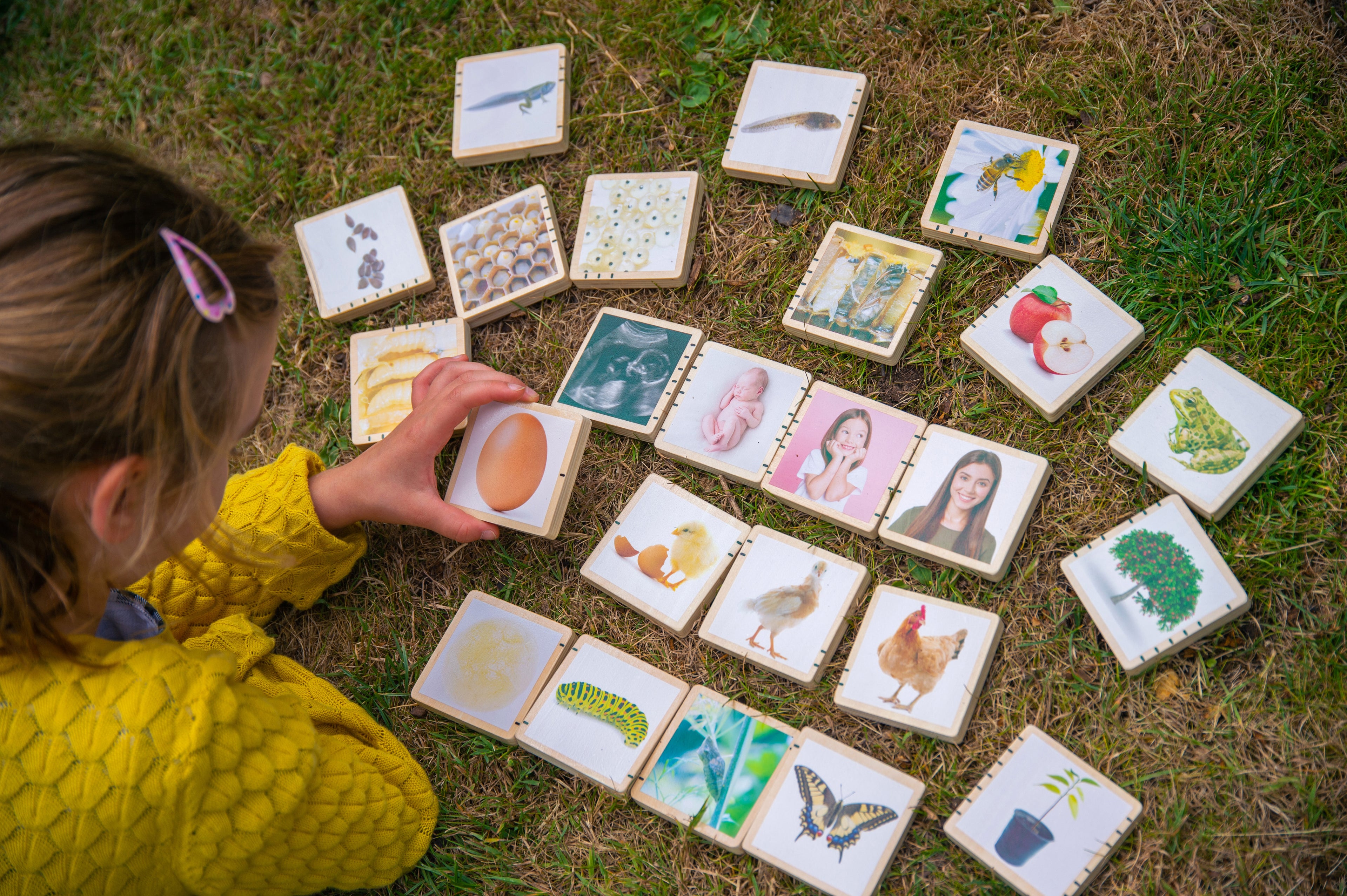 Child selecting wooden life cycle tile cards on grass; cards show animals and plant scenes.