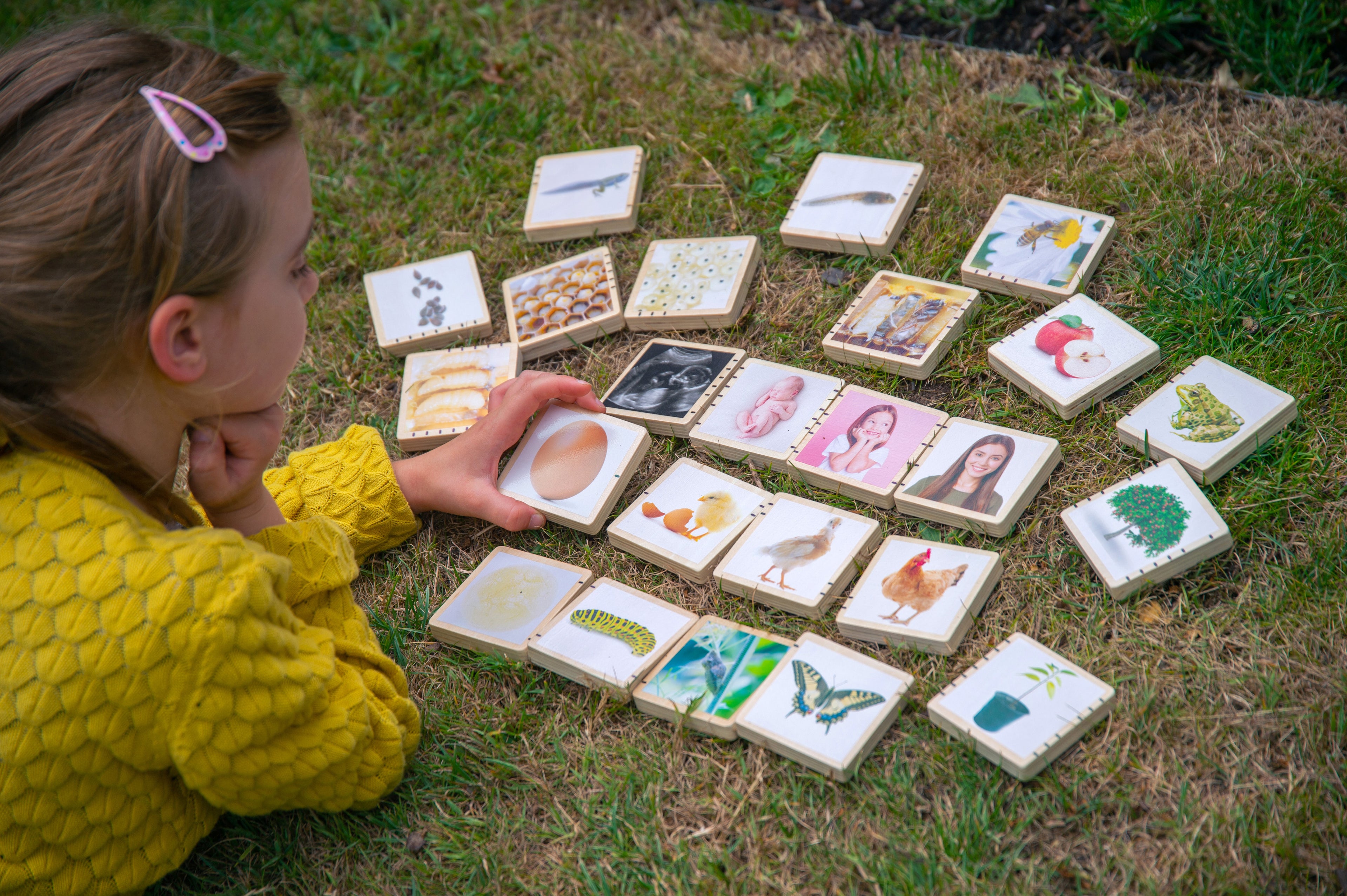 Child playing with wooden life cycle tile cards on grass, featuring animal and plant scenes.
