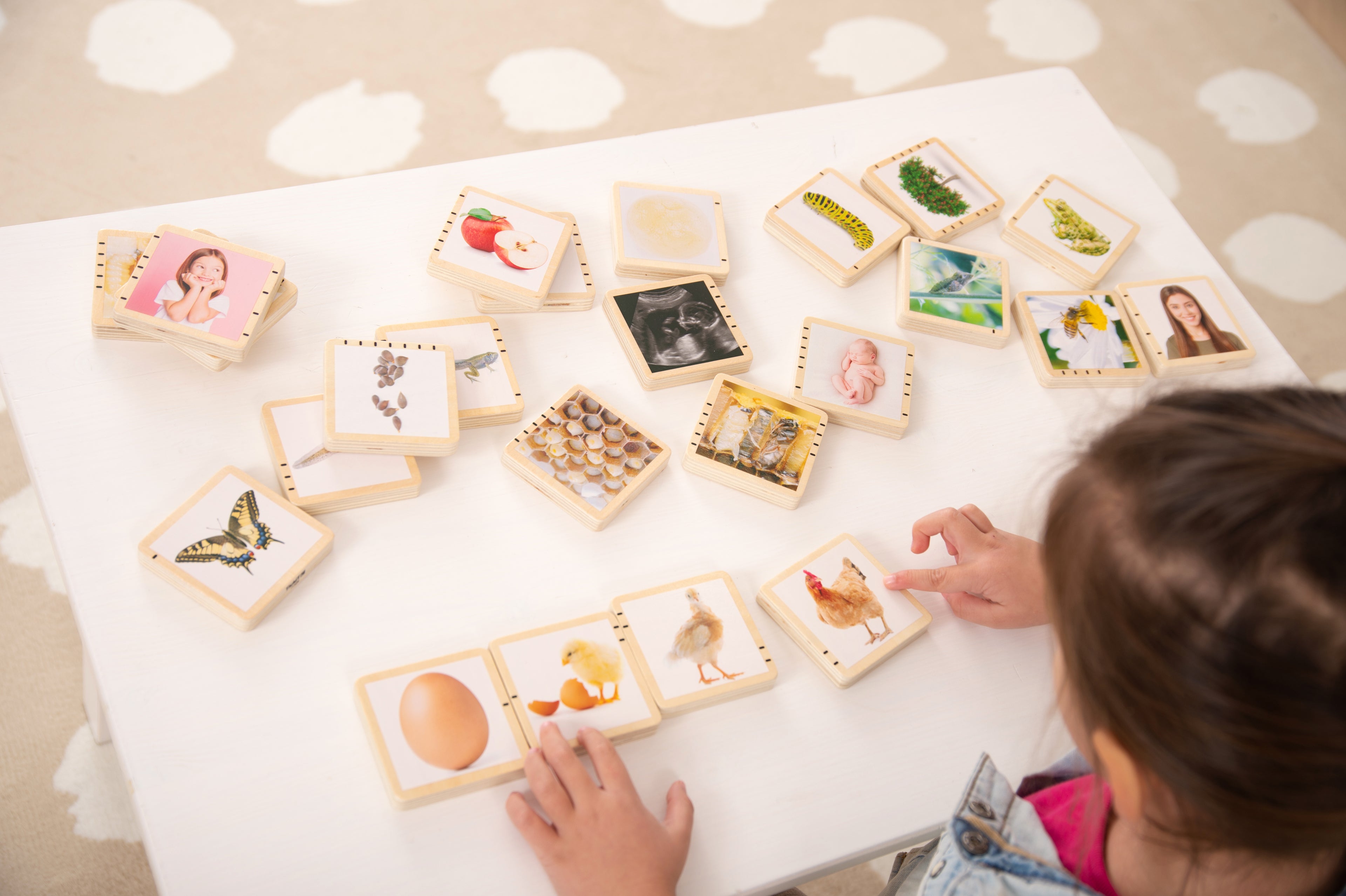 Wooden life cycle tiles with picture cards; child’s hands placing cards showing animals and plants.