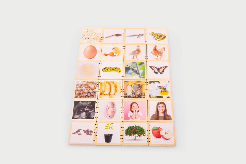 Wooden life cycle tile set picture cards arranged in a square grid with animal and plant images.