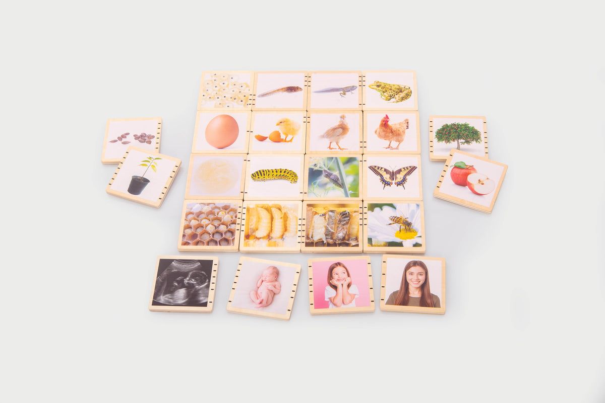Wooden life cycle tile set of picture cards in a grid with animal and plant scenes.