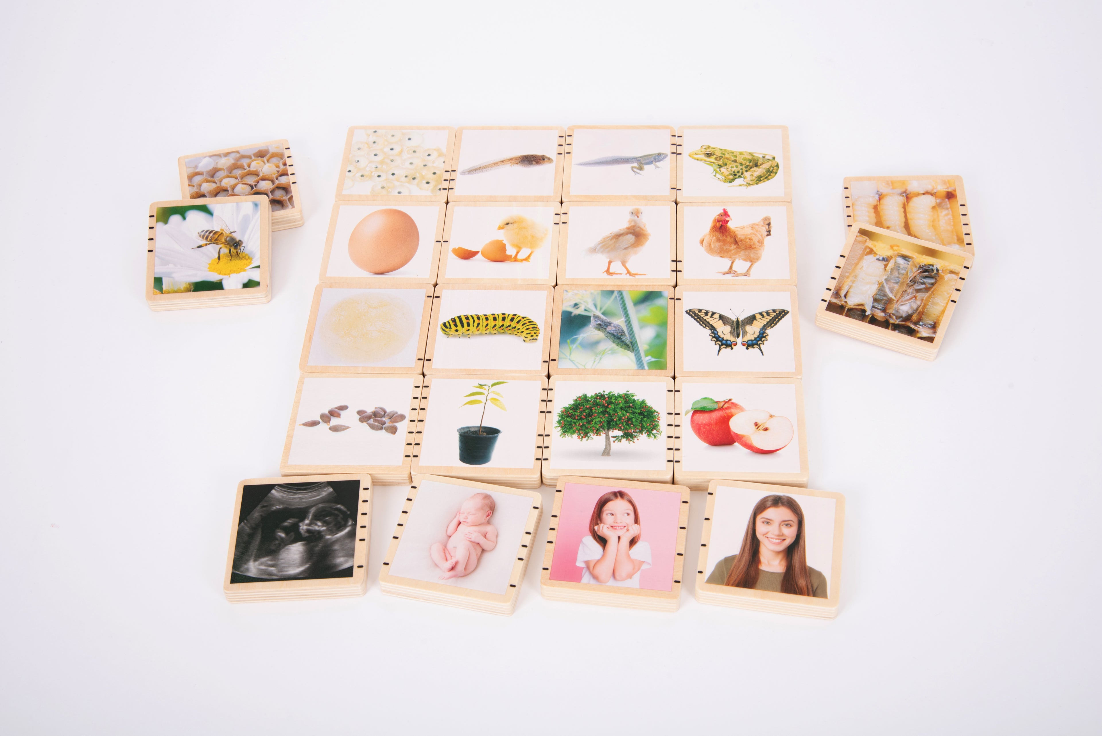 Wooden life cycle tiles set with picture cards spread out, featuring animal and plant life cycles.