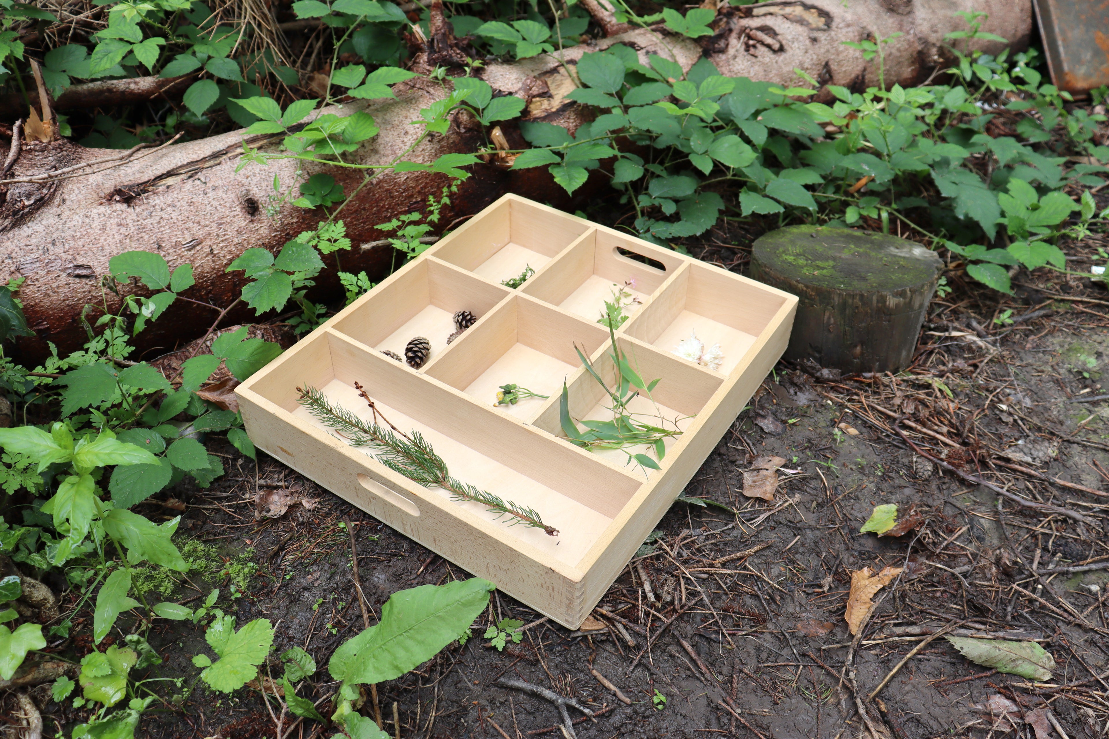 Wooden sorting tray with 7 compartments, holding small natural items on forest floor